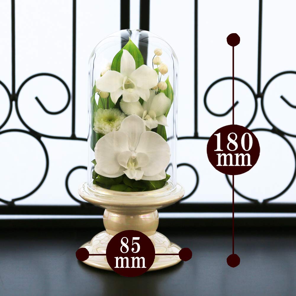 Art for Seasons Buddhist Flowers (White Mini Phalaenopsis Orchid Mini Glass Preserved Flowers)