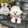 Lace Mesh Pet Dress Summer Princess Style Dog Clothes Maltese Breathable Suspender Sweet Little Dog Skirt