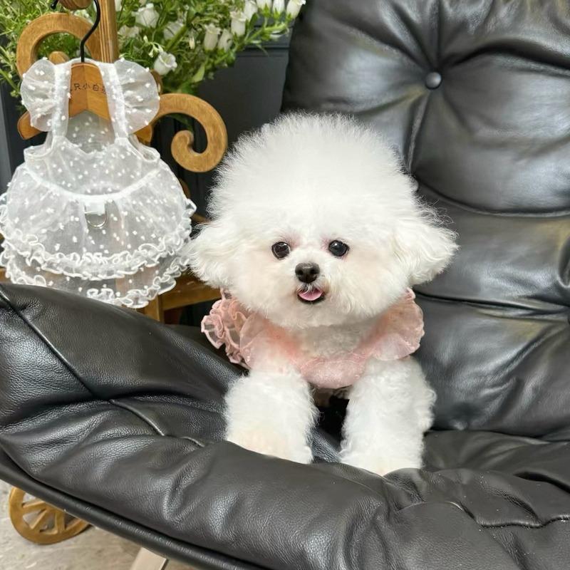 Lace Mesh Pet Dress Summer Princess Style Dog Clothes Maltese Breathable Suspender Sweet Little Dog Skirt