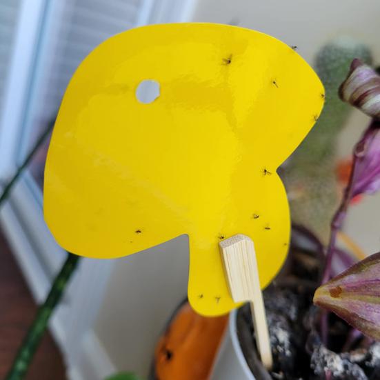 12 Τεμάχια Παγίδα Μύγας Κολλώδης Αυτοκόλλητη Αδιάβροχη Οικολογική Προστάτης Παγιδευτής Μυκήτων Προμήθειες Κήπου