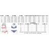 New Plus Size Boxer Bottoms Conservative Women's Split Swimsuit Wholesale Swimming Tops Bikini