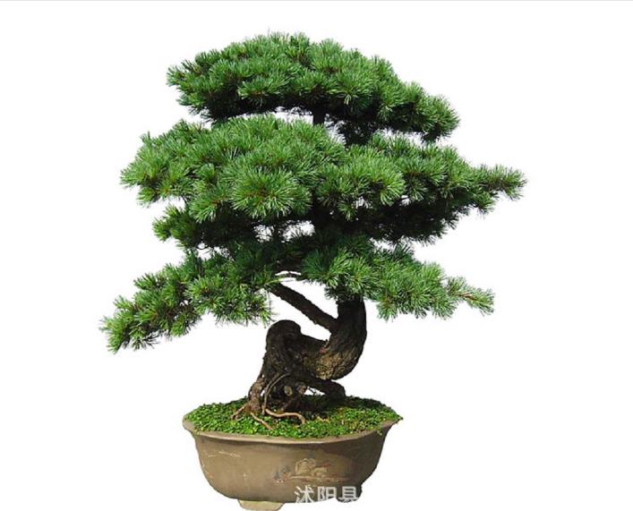20pcs japonais White Pine Pinus parviflora Arbre Vert Plante Bonsai Graines Accueil