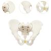 Life Size Male Pelvic Skeleton Model Medical Science Education Teaching Equipment Hip