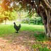 Fairy Garden Standing Chicken Rooster Statue Outdoor Stakes Yard Sign Ornaments Decor Acrylic Hen Yard Outdoor Lawn Garden Decor