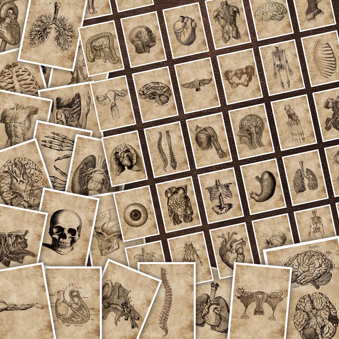 56pcs Retro Human Anatomy Stickers: Creative Skeleton & Organs for DIY Journals