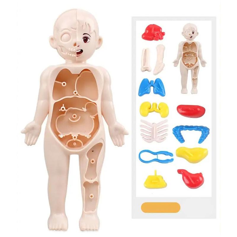 

Обучающее обучение DIY Сборочные игрушки Модель органа человеческого тела Медицинские инструменты раннего образования 3D-головоломка Анатомия человеческого тела Модель игрушки Детские игрушки