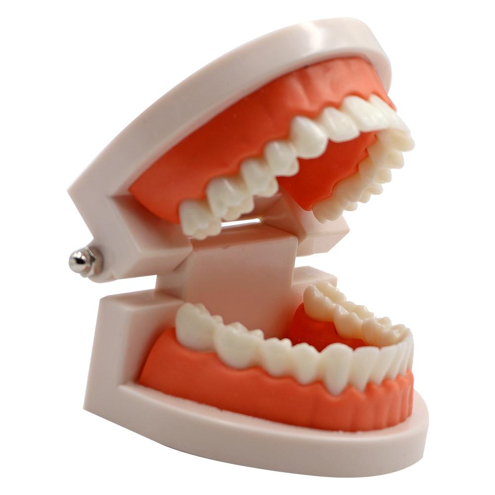 1Pc Dental Teeth Model Standard Teaching Adult Tooth Study Training Tool for Dentistry Lab Learning Material