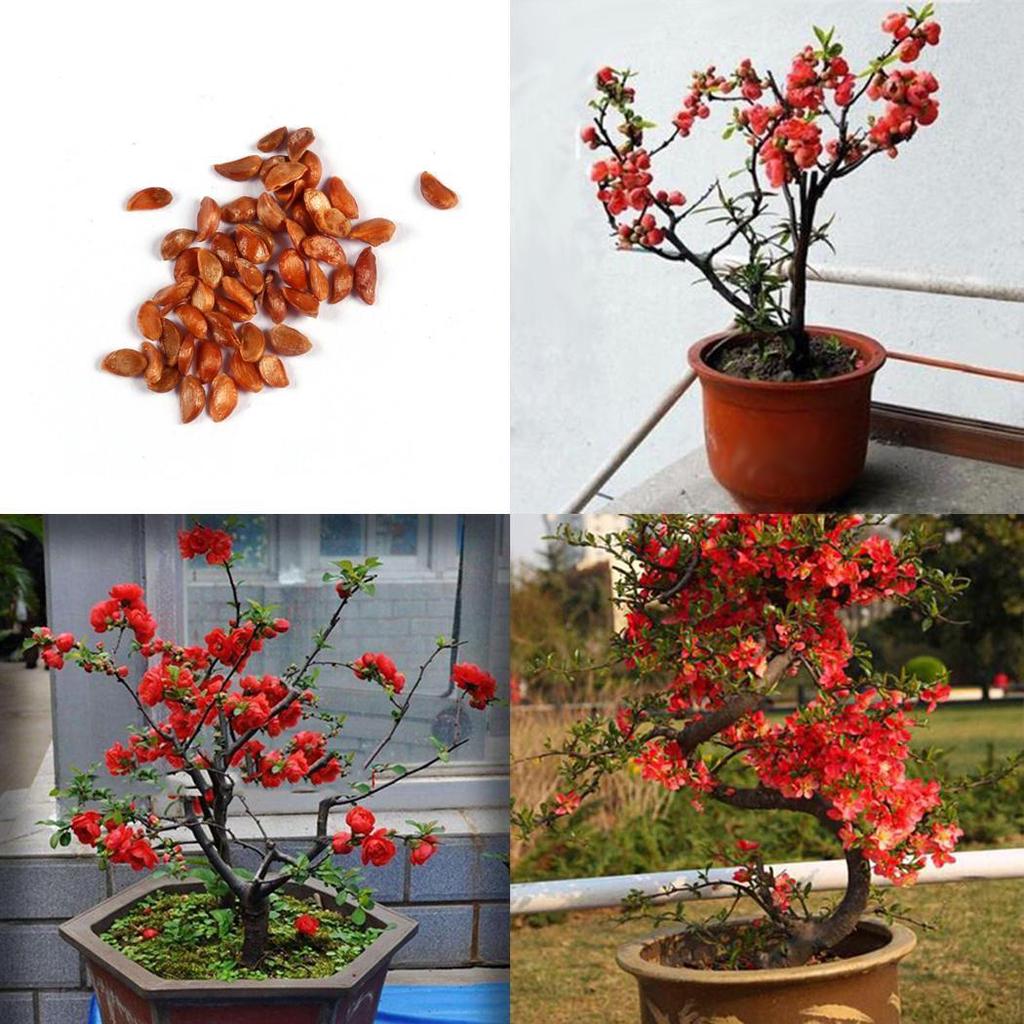 Chaenomeles Speciosa Rubra - Fior Di Pesco - Cydonia - Vendita Online - 8