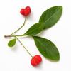 15 Seeds of European Spindle (European Spindle)