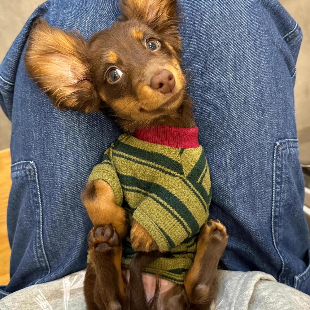 Adorabile Gilet a Strisce Verdi per Cani Piccoli e Gatti Primavera Estate Cotone Traspirante Stile Casual Abbigliamento per Animali alla Moda
