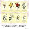 [Includes Japanese Instruction Manual] Botanical Inspirations Deck Oracle Cards FLATLAND Authentic Product Flower Fortune Telling Flower Meanings