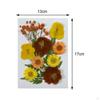 Assorted Pressed Floral Assortment for DIY Projects