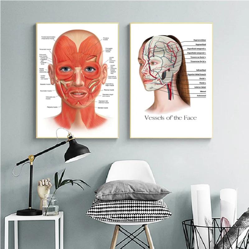 The Body Facial Anatomy Muscle Vessels Detailed Canvas Painting Human Structure Skeleton Education Poster Medical Decoracion