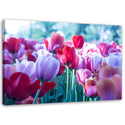 Canvas Print, Meadow of Tulips