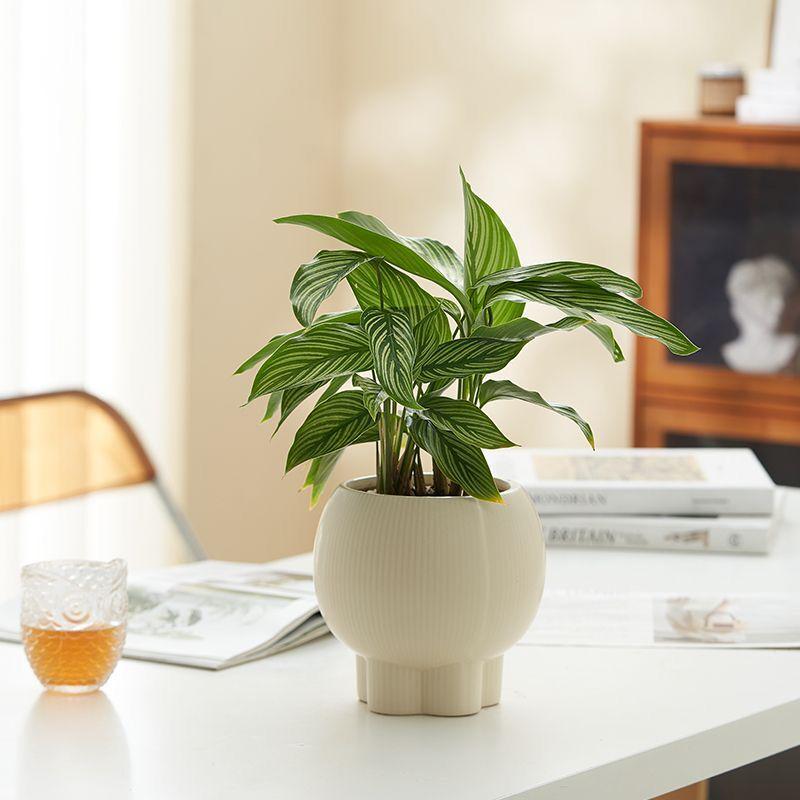 Retro High-Leg Ceramic Flower Pot for Phalaenopsis, Green Radish, and Spider Plant in Cream Style