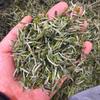2026 Spring Tea Baihao Yinzhen 500g Alpine Sun-drying White Tea Yinzhen Loose Tea Wholesale Haoxiangmiyun Bulk