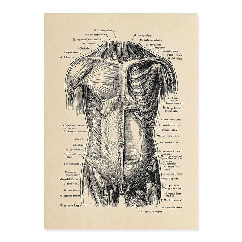 

Винтажный медицинский плакат, человеческий скелет, анатомия, череп, клиника, настенная живопись, холст, картина, печать, фотографии для образования, декор для больницы A4 21x30cm No Frame