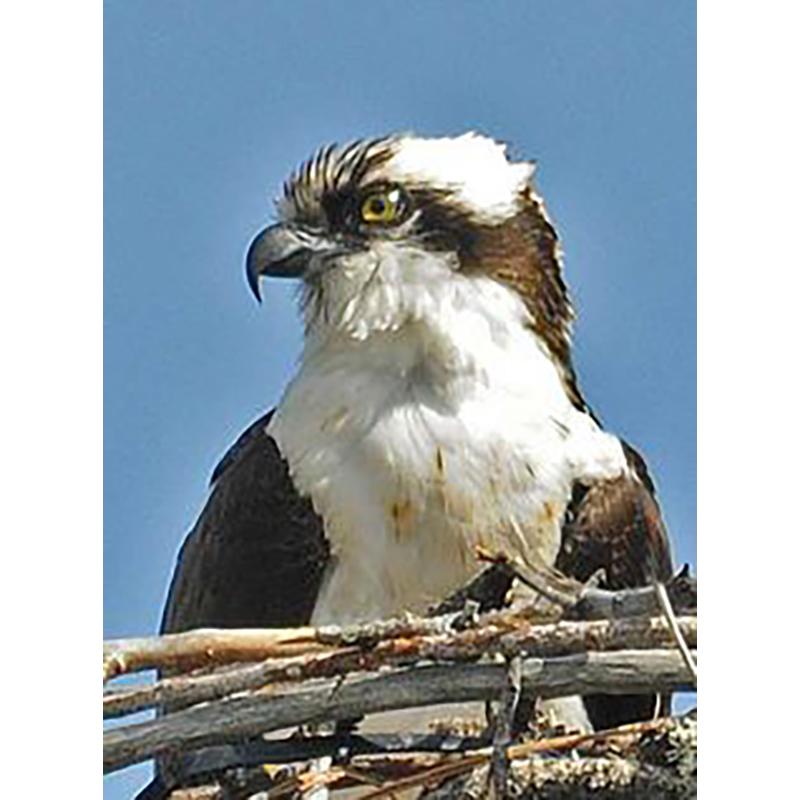 5D DIY Diamond Painting Animal Eagle Full Drill Cross Stitch Kits Round Round Mosaic Handmade Art Embroidery Home Decor Mural