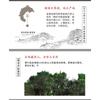 Yunnan Menghai Pu'er čaj Zralý čaj Jemný a trvanlivý Pu'er čajový koláč 100g