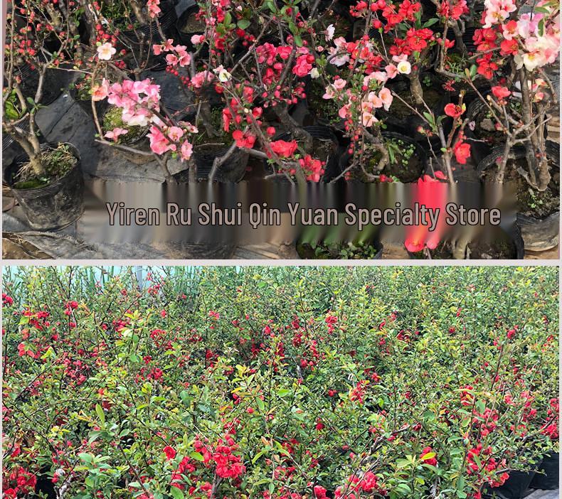 Chojukan Japanese Weeping Crabapple Bonsai Sapling for Courtyard Planting