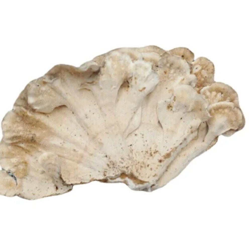 

Organic Turkey Tail Mushroom Herbal Tea Natural Energy Support 500g 01