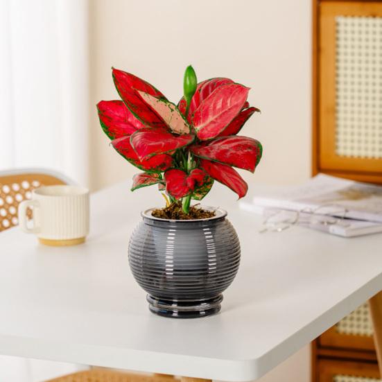 Selbstbewässernder Topf für Zimmerpflanzen Kleiner Kunststoff-Blumenpflanztopf mit Dochtseil und Reservoir für Usambaraveilchen, Grünlilie, Orchidee
