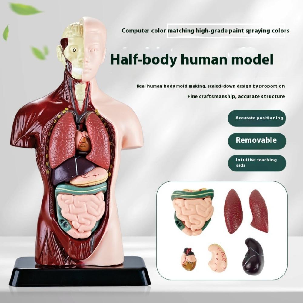 DIY Human Body Anatomy Model Kit - Educational Toy for Kids To Assemble Organs, Skeleton & Muscles