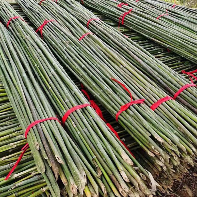 Bamboo Poles for Gardening and Fencing