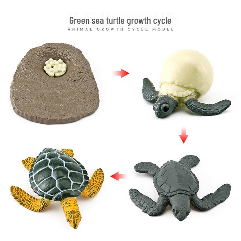 Animal Growth Cycle Models: Chicken, Duck, Goose, Butterfly, Turtle, Frog Montessori Teaching Figurines