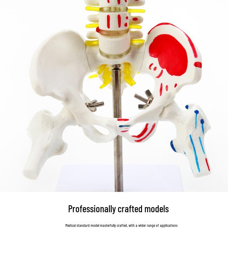 Adult 1:1 Human Spine Model for Chiropractic Practice - Cervical, Lumbar, and Skeleton Display
