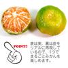 Food replica Whole green mandarin orange that looks like you could eat it keychain (253OK)