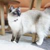 PetSoKoo Bowtie Cat Collar with Bell Breakaway, Japan Chirimen Fabric Golden Bell
