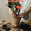Aug. Gardens Planting Tools 50 Pcs Bonsai Plastic Plant Labels Garden Labels T-Type Upturned Garden Tags Markers Nursery Upturne