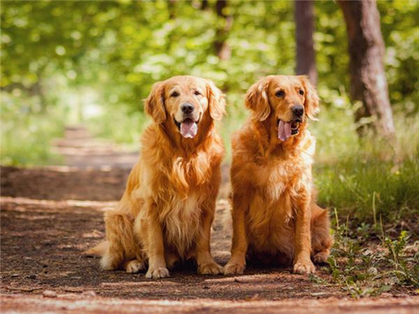 5d Diy Diamond Painting Labrador Dog Room Decor Diamond Embroidery Animal Natural Scenery Mosaic Crystal Picture