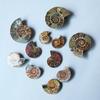 1 Pièce Ammonite Naturelle Fossile Coquille Tranche Sans Trou Spiralée Conque Chrysanthème Pierre Fossile Breloques 3 Tailles 20-40mm Pour Bijoux Incrustation Artisanat Résine Décor