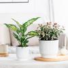 Lazy Hydroponic Flower Pot Automatic Water-Absorbing Flowerpot Transparent Double Layer Plastic Self Watering Planter Home Decor