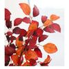 Decorațiuni pentru casă – Flori decorative şi coroane de flori