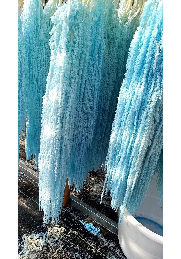 Hanging Rice Dried Preserved Flowers Wedding Decor 'Lover's Tears'