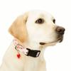 Fruit Print Dog Strawberries Collar Soft Comfortable Dog Necklace with Pendant Polyester Cat Watermelon Collar Pet Accessories