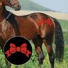 Accesorii de gătit – Instrumente pentru decorarea alimentelor