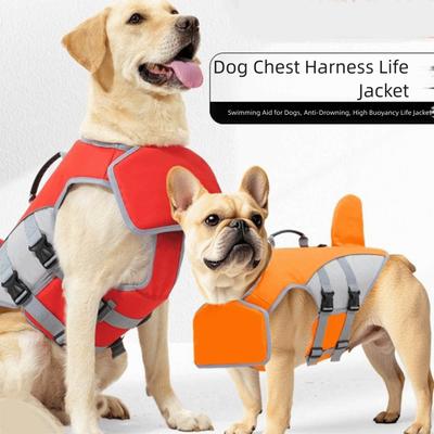 Köpek – Köpek Tasmaları ve Tasma Kayışları