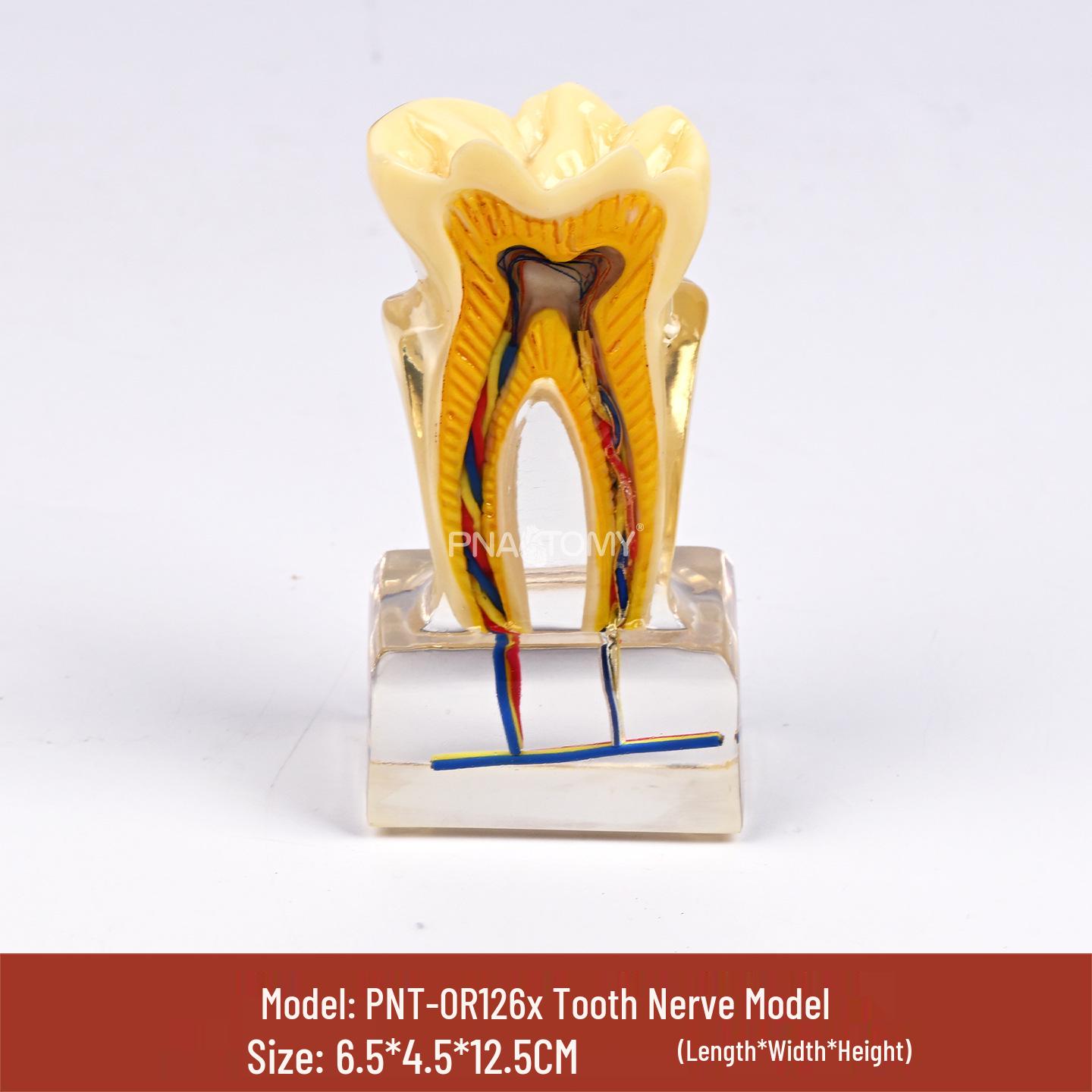 Oral Teaching Model: Magnified U6 Tooth with Nerve Structure PVC plastic
