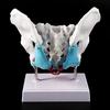 Female Pelvis Pelvic Floor Muscle Model Uterus Ovary Muscle Teaching Resources Educational Removable