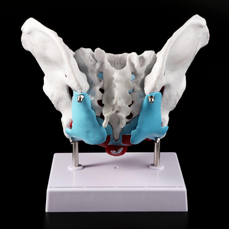 Female Pelvis Pelvic Floor Muscle Model Uterus Ovary Muscle Teaching Resources Educational Removable