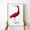 Poster Red Bird Illustration