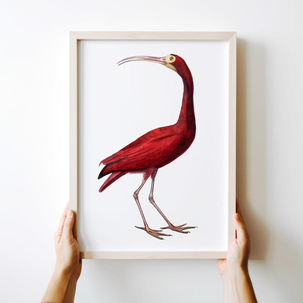 Poster Red Bird Illustration