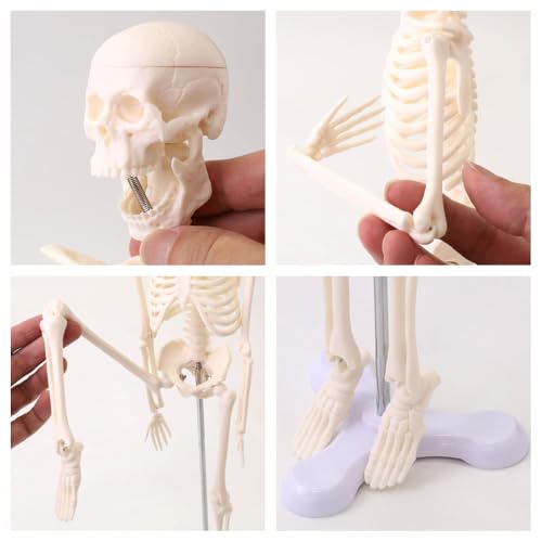 UPstore Mini Full Body Human Skeleton Model, 45cm 1/4 Scale Tabletop Model with 8 Movable Parts, Skull, Jaw, Shoulders, Elbows, Wrists, Hips, Knees, a
