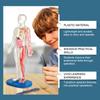 Children's Manikin, Interactive Science Kit Educational Anatomy Toy Kit Human Structure Model Educational Toys
