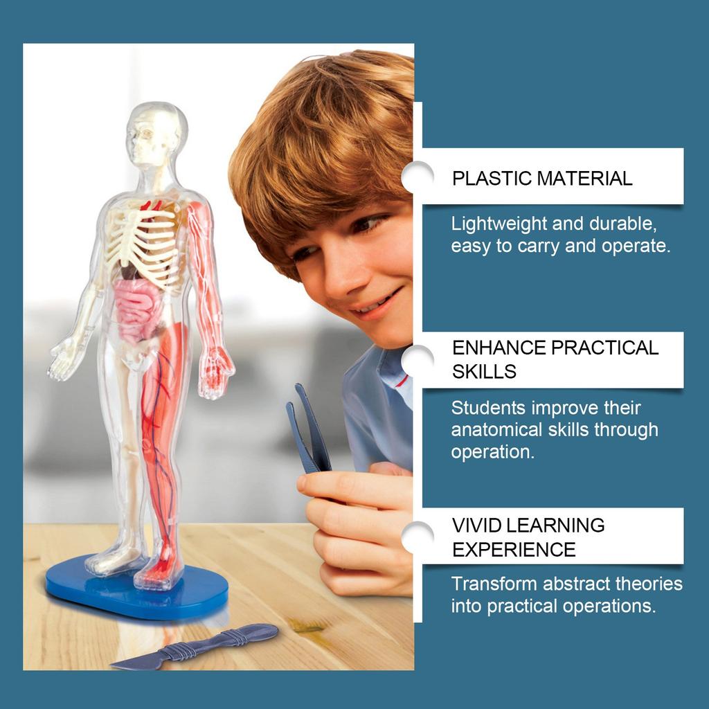 Children's Manikin, Interactive Science Kit Educational Anatomy Toy Kit Human Structure Model Educational Toys