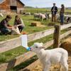 Animale de fermă
– Veselă de hrănire și aprovizionare cu apă pentru animale